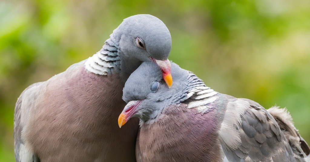 Oxytocin can facilitate social bonding